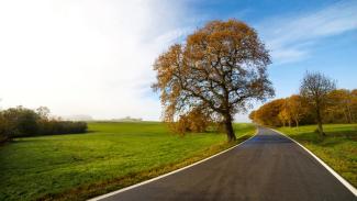 Mavi bir gökyüzü. Ufka doğru  kıvrılarak uzayan asfalt bir yol. Yolun her iki yanında yemyeşil çimenler var. Sol tarafta çalılar, sağ tarafta ise ağaçlar yer alıyor. Yolun hemen kenarında kameraya yakın tek başına duran çok büyük bir ağaç var.